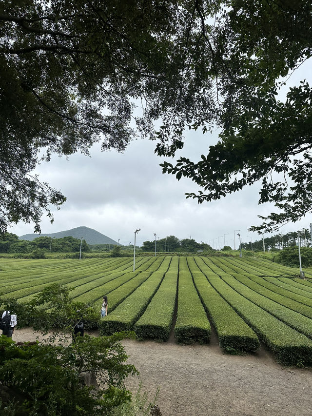🌊 Western Jeju Day Trip: Nature, Culture & Matcha ☁️