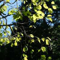 Discover Tokyo’s Green Escape: Parks & Hidden Nature