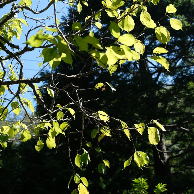 Discover Tokyo’s Green Escape: Parks & Hidden Nature