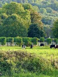 Country Stillness