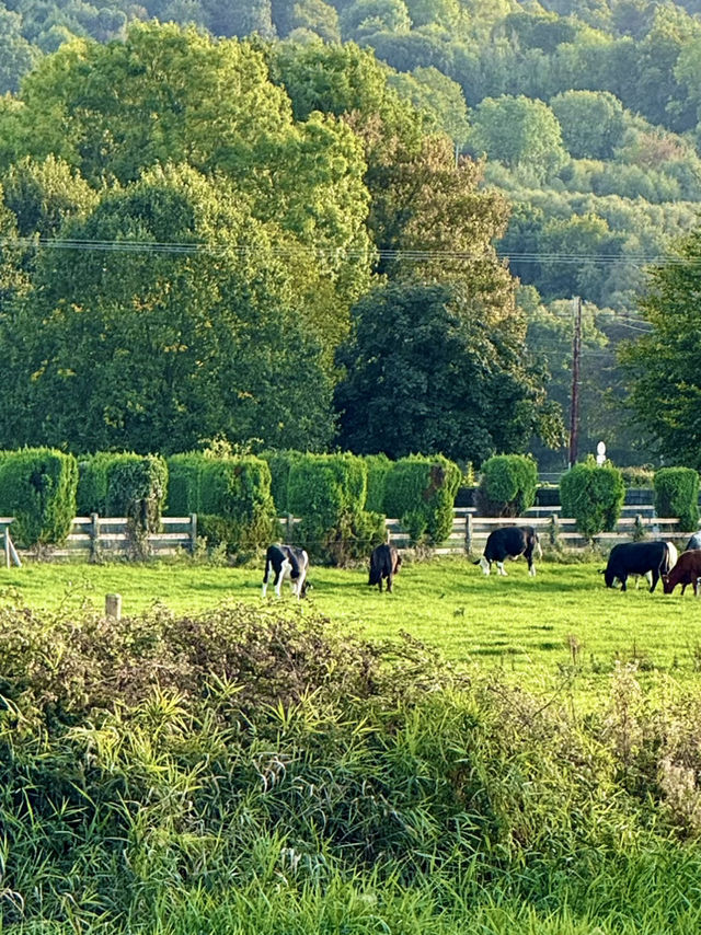 Country Stillness