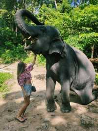 Ферма слонов, где запрещено кататься на них 🐘