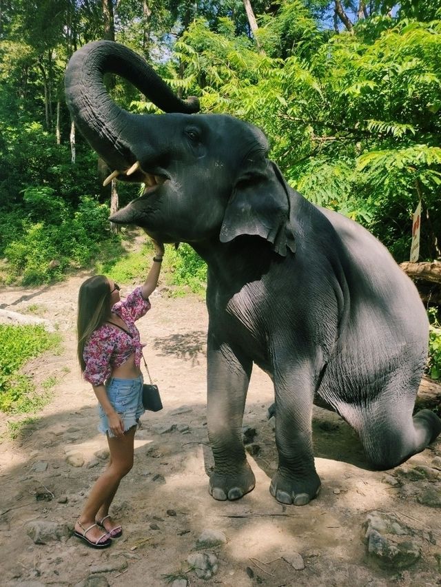 Ферма слонов, где запрещено кататься на них 🐘