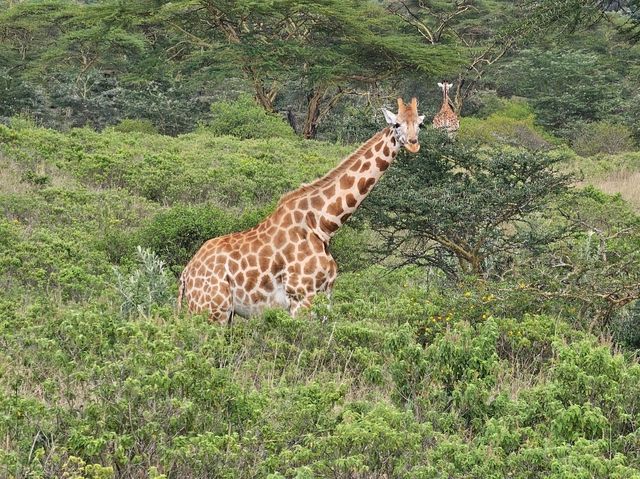 Wild Hearts & Golden Horizons: Fall Safari in Kenya Wild Hearts & Golden Horizons: Fall Safari in Kenya