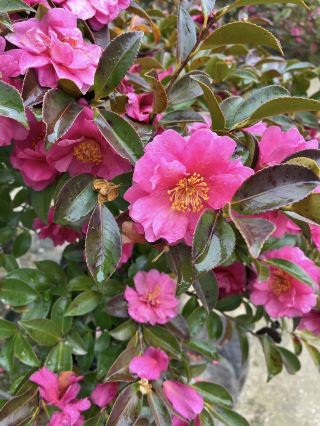 스트레이는 보호된 공터로서 오랜 역사를 가지고 있습니다.