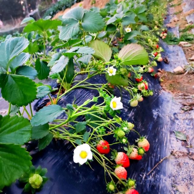 Strawberry picking in Louhu Shenzhen 