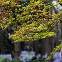 Shanghai Gongqing Forest Park🪵