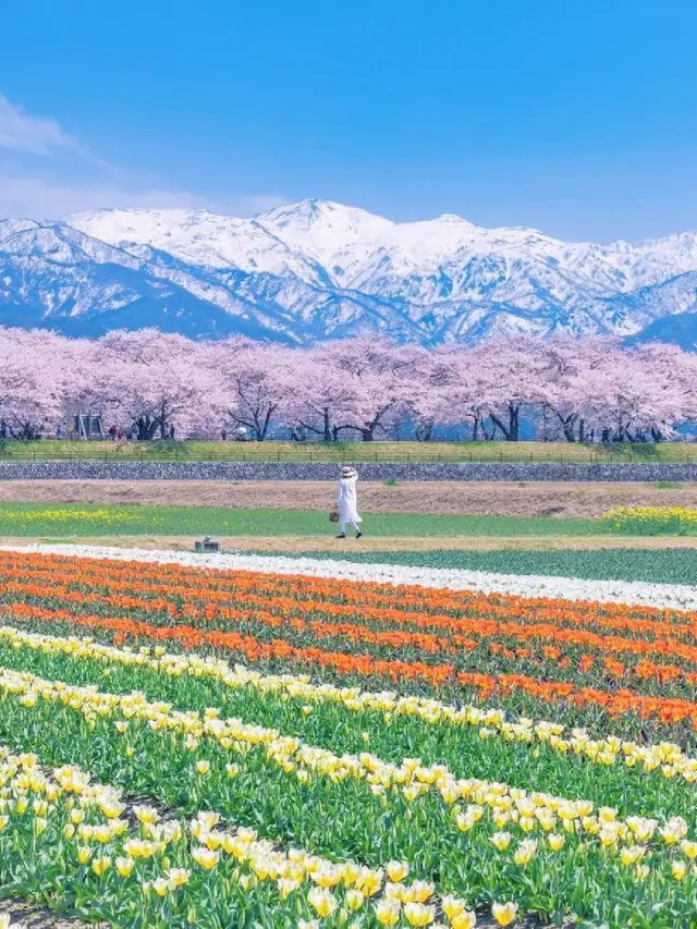 🇯🇵Unique and beautiful scenery, the spring quartet