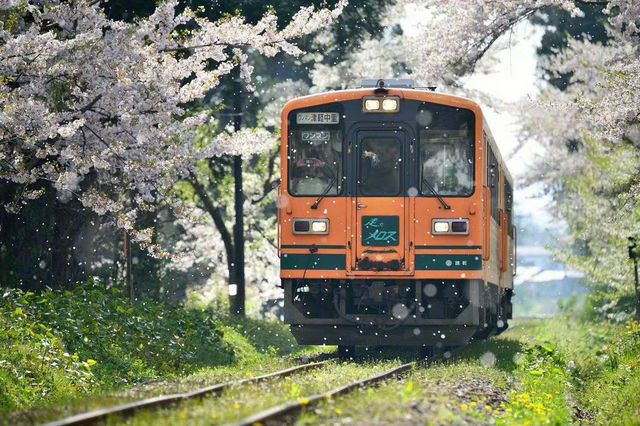 Cherry Blossom Train | Ashino Park in Aomori Prefecture, Japan