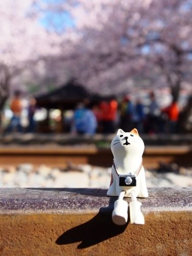 Don't miss the cherry blossoms in Zhenhai when enjoying cherry blossoms in Korea.