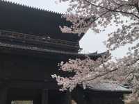 Cherry Blossom Season Japan Tour (Sanyo-San'in and Kansai Regions)