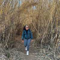 A Walk on the Wild-side (Cradle Moon, SA)