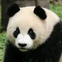 Panda Breeding Center in Dujiangyan! 🇨🇳