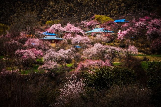 我拍的波密桃花溝