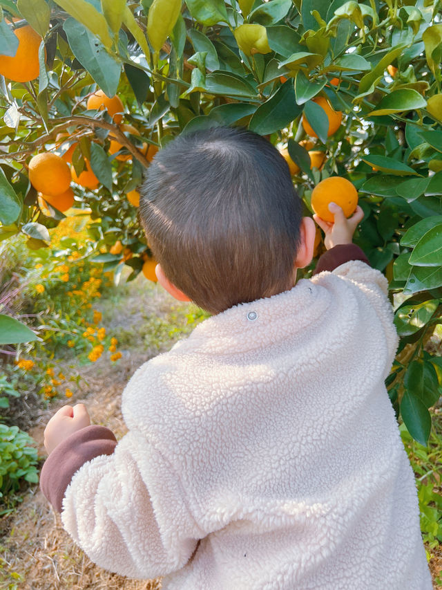 成都周邊1h，新開的橘子主題樂園