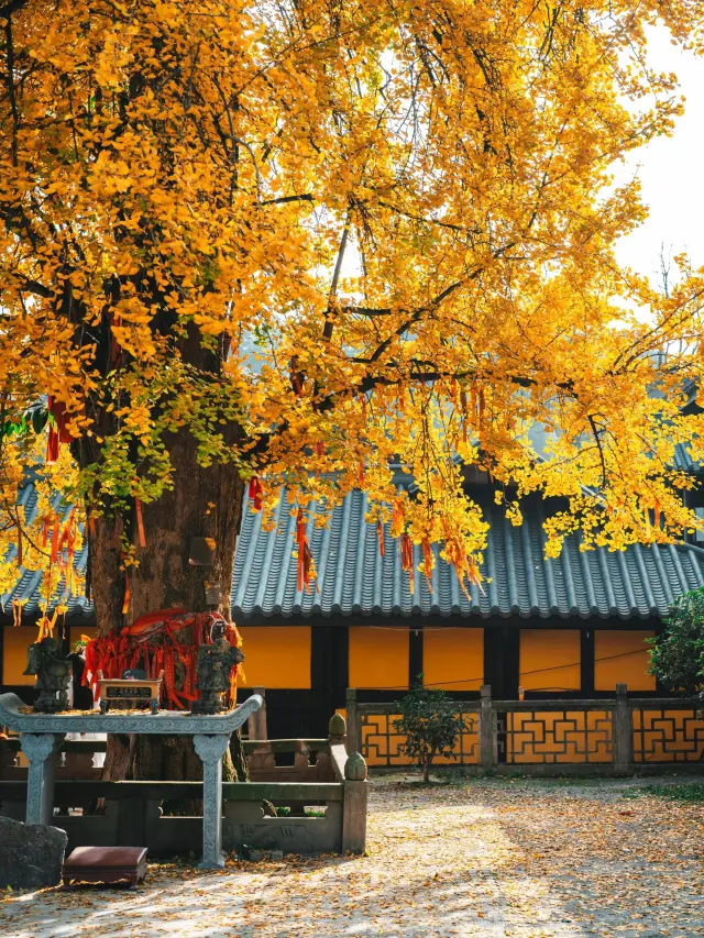 Stop squeezing into the crowd in Chongqing, this millennium ginkgo is too good to shoot