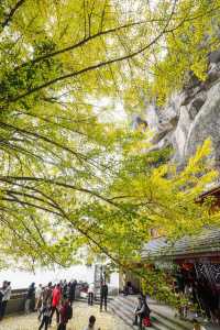 完美,懸空寺遇上700年銀杏王