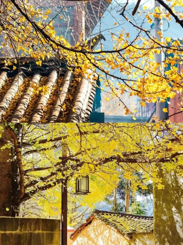 A must-visit place in November is Tengchong Ginkgo Village