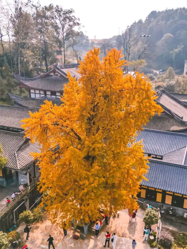 The ginkgo of Tianxin Temple seems to have embraced the entire autumn in sight