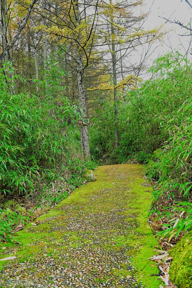 劍龍峽之抹茶小道