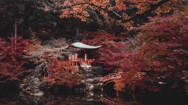 Daigo-ji Temple is far from the center of Kyoto, so even at the peak of autumn leaves, there are not as many tourists as in Kyoto city, making it a great place to enjoy the maple leaves!