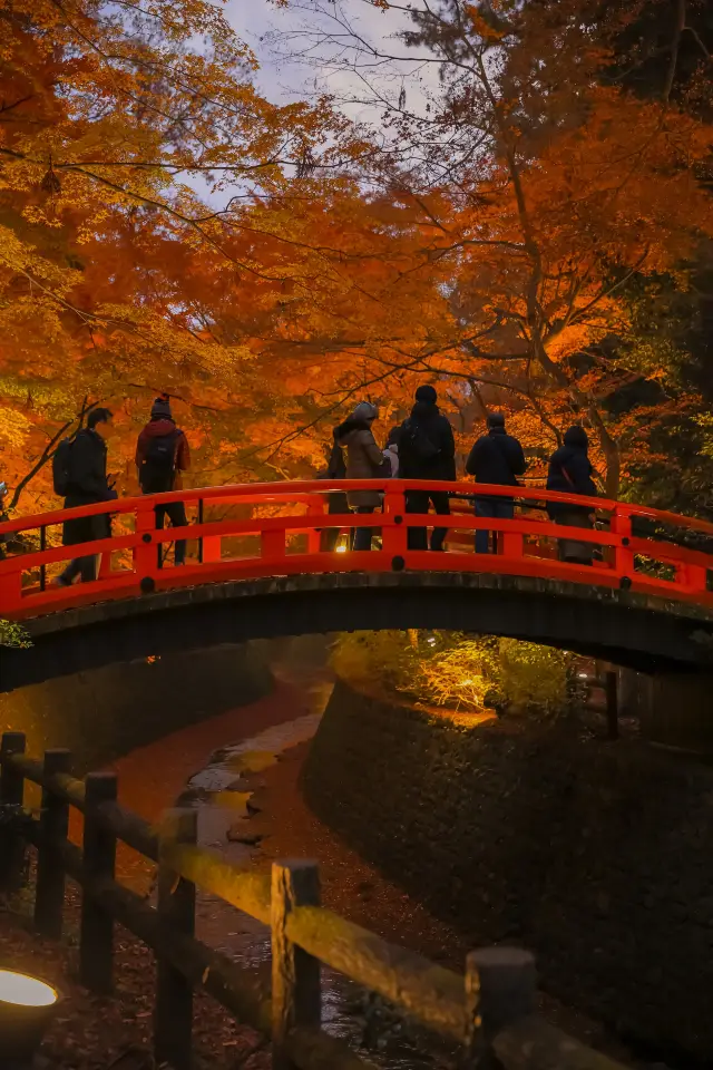 Kyoto Maple Leaf Hunting | It's maple leaf season again! Go to Kyoto to see the maple leaves!