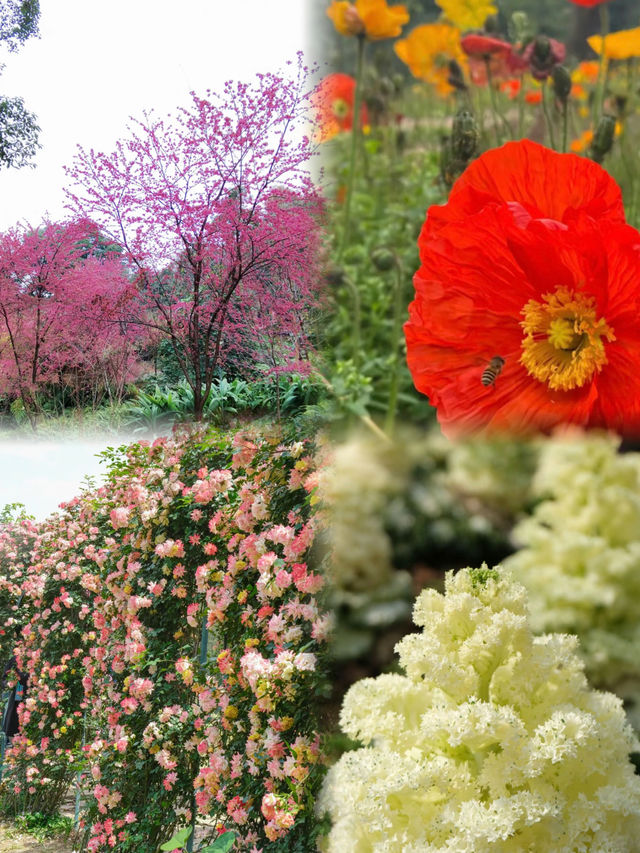 成都 成都植物園 ｜天然氧吧，森系寶藏公園
