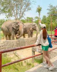 다낭 & 호이안 여행 아이와 가볼만한곳 🐤
남호이안 빈원더스 : 사파리편 🐘🦒