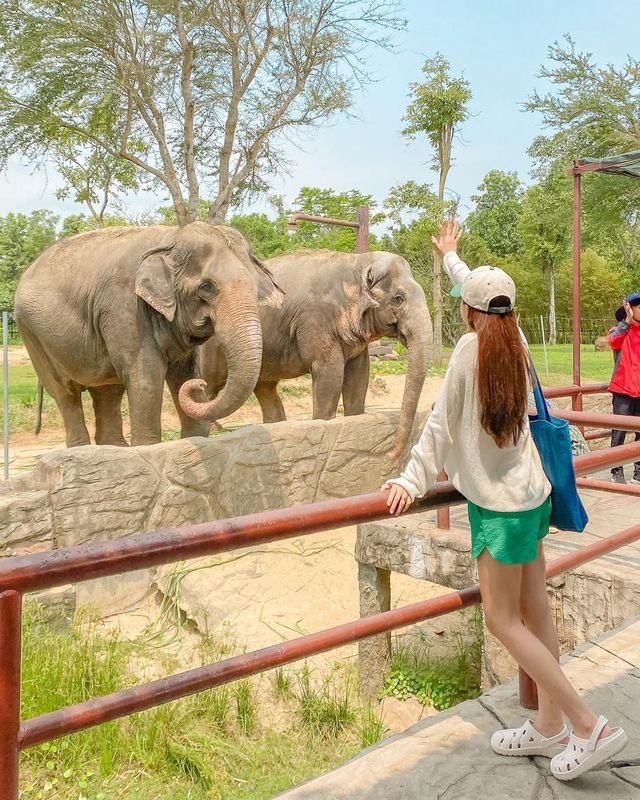 다낭 & 호이안 여행 아이와 가볼만한곳 🐤
남호이안 빈원더스 : 사파리편 🐘🦒