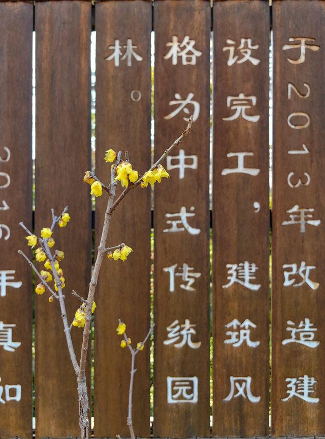 梅花飄香