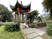 屏山公園賞櫻
