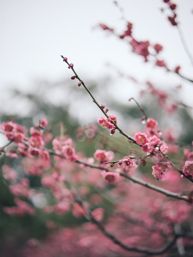 紅梅公園的梅花與雨天也太配了吧