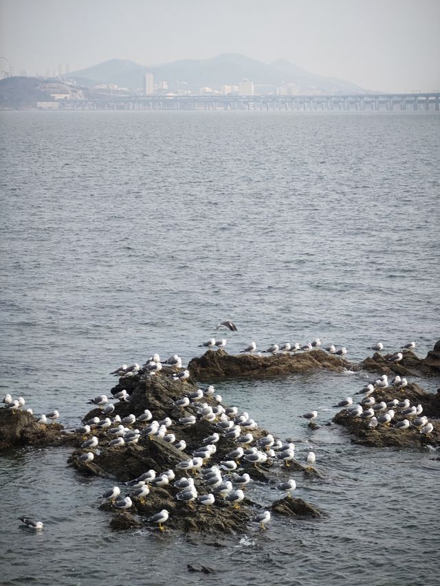 大連漫遊02 丨 東港&黑石礁&棒棰島&旅順口