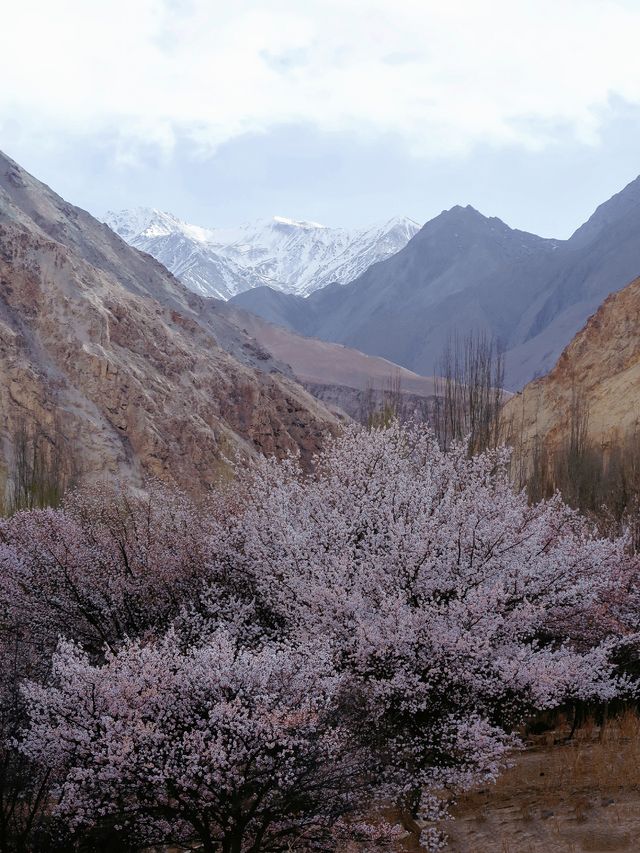 鏡頭下的春和景明 | 3月新疆杏花賞花攻略