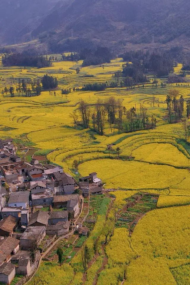 A Self-Drive Day Tour of the Rapeseed Flower Sea in Luoping: Pros and Cons in This Article!