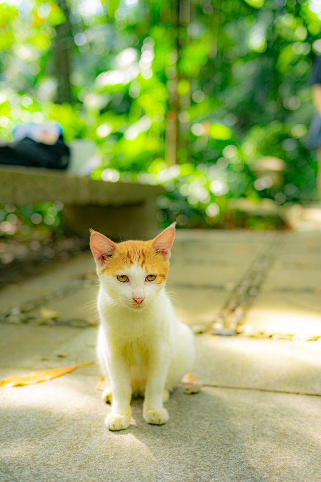 不是蘇州林園，是藏在廣州的蘭圃公園！