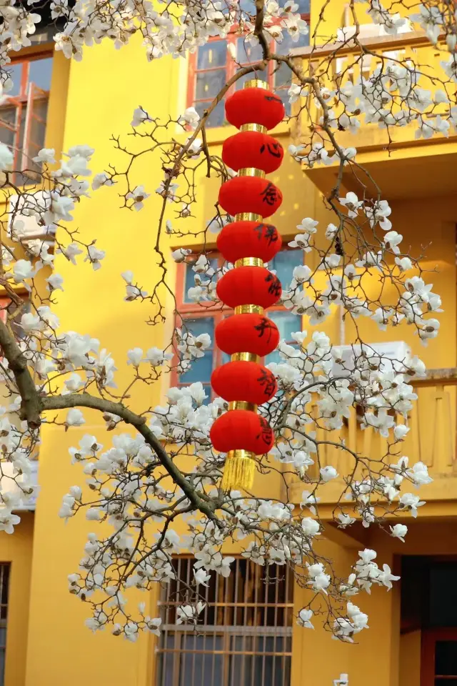 The 500-year-old Magnolia is in full bloom this weekend | Hurry up and go see it