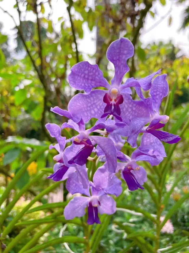 The National Orchid Garden in Singapore is really beautiful