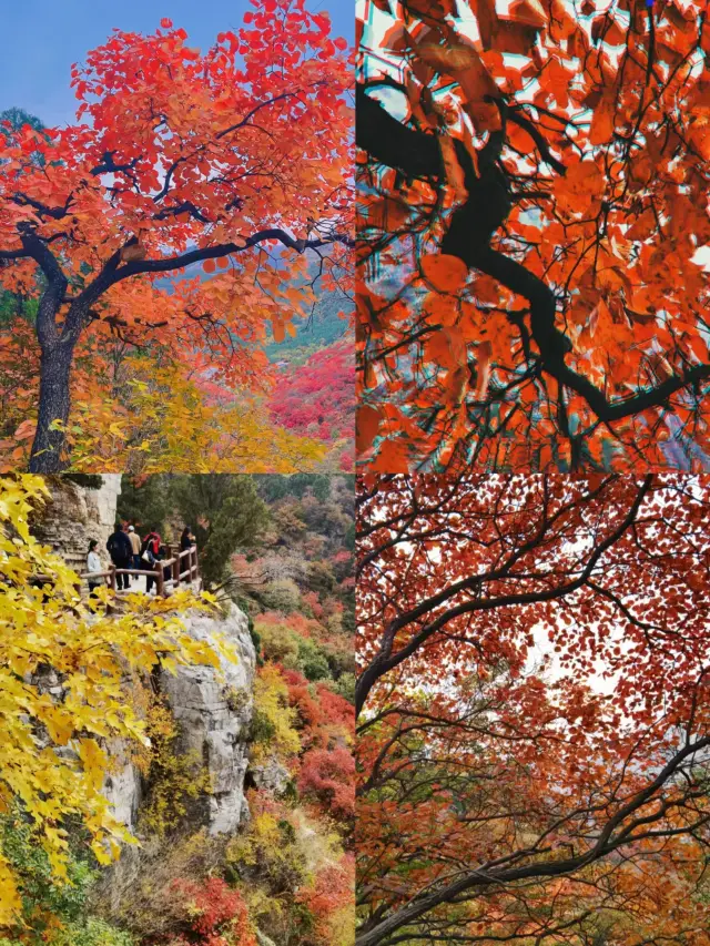 看萬山紅遍，層林盡染