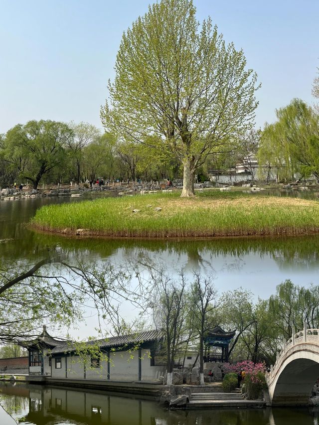 西沽公園丨荷花已全面盛開，可衝