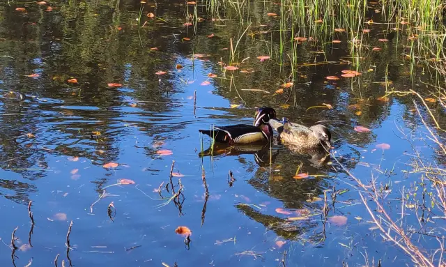 The spring scenery is warm and the affection is deep