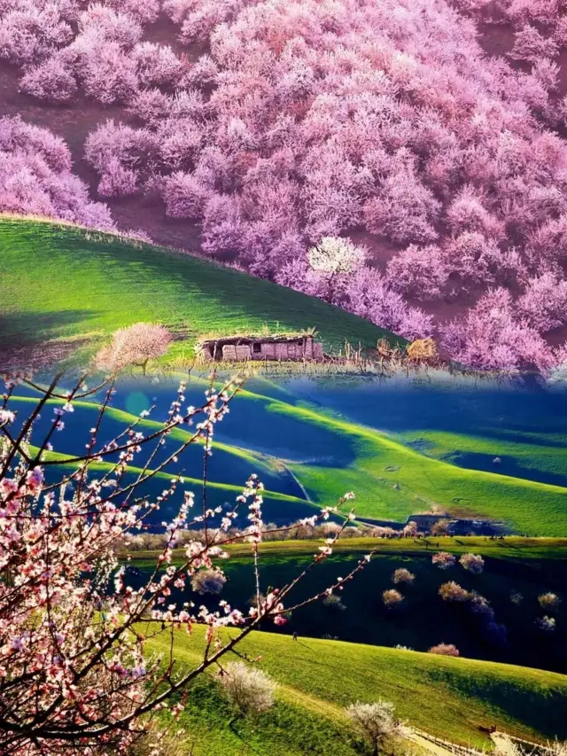April's Apricot Blossom Valley gathers all the flowers of Xinjiang in one place