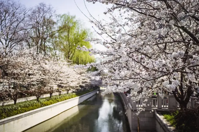 The cherry blossoms along the Pearl River in Huajie, Nanjing, are blooming like crazy!