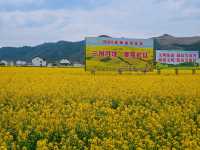 邊走邊看漢中油菜花系列之三：勉縣楊家山村