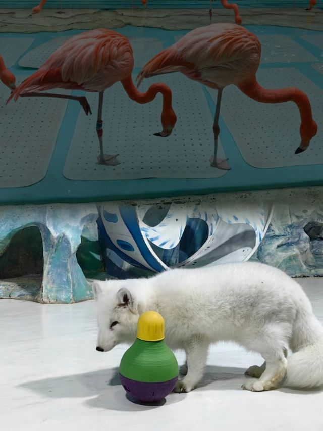 哈爾濱‖極地館 海洋館‖逃學企鵝來啦