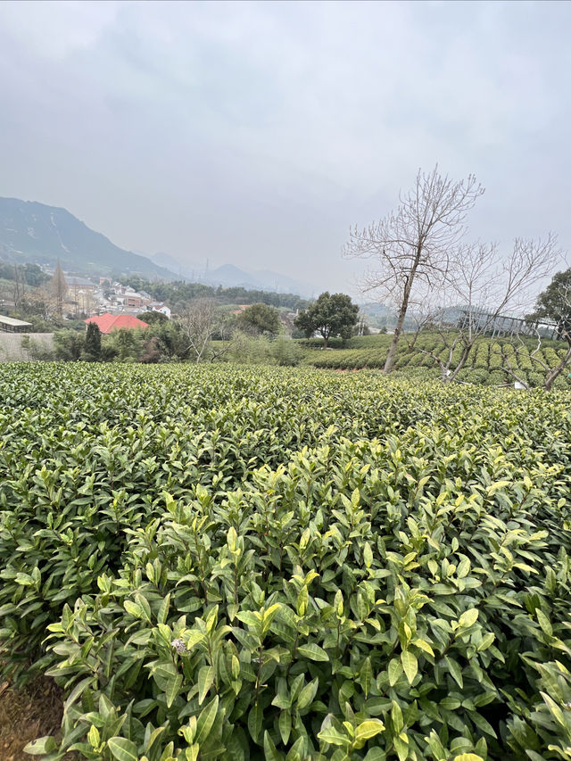 安吉淺遇民宿：感受大自然風景