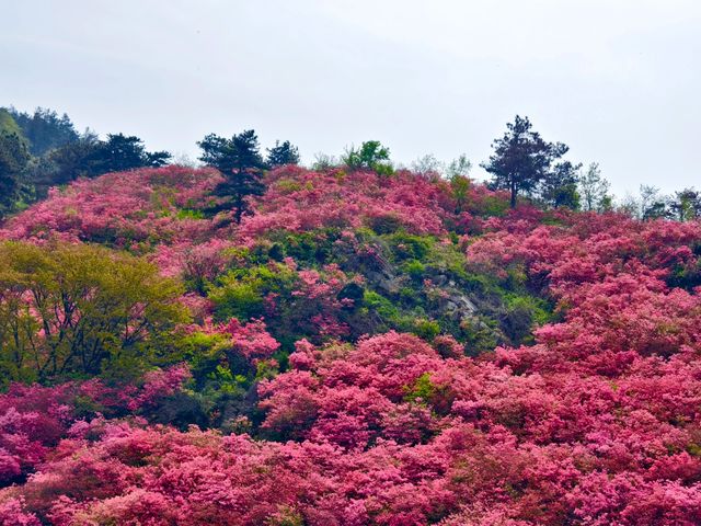 木蘭雲霧山的杜鵑已開！！