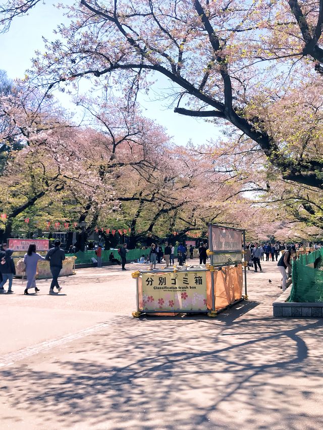 文化森林 | 春日無限浪漫ノ櫻花上野