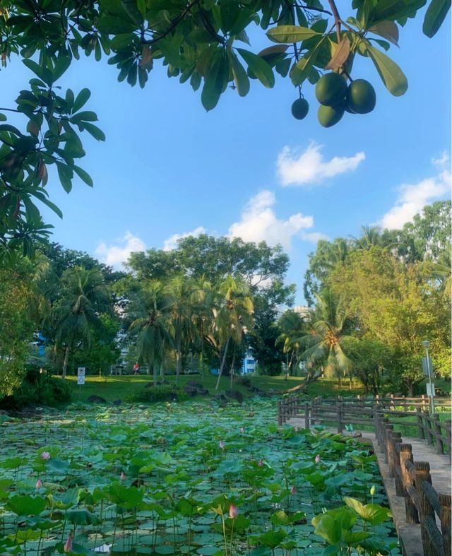 新加坡週末好去處之巴西立公園/碧山宏茂橋公園
