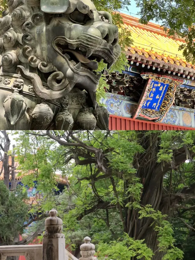 Journey through the Premier Academy - The Imperial College Confucian Temple